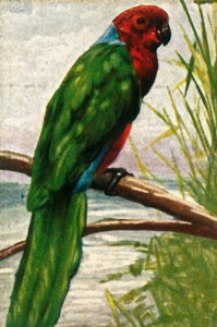 Australische parkiet, ca. 1928