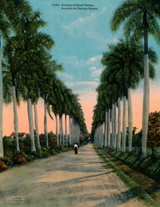 Laan van koninklijke palmen, Cuba, ca. 1920