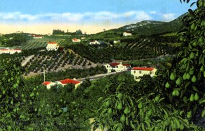 Avocadoboomgaarden, San Diego, Californië, VS, ca. 1900s