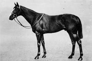 Bachelors Double, 1911