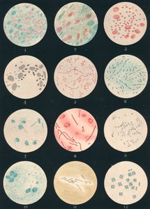Bacteriën door Unbekannt