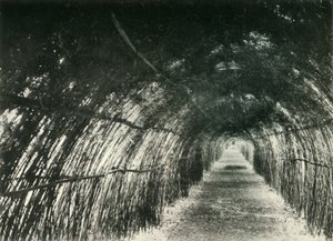 Bamboe Avenue in Barrackpore, 1904, 1925 door Unbekannt