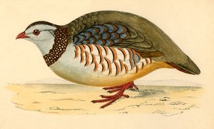 Barbarijse patrijs, late 19e eeuw