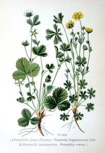 Bosaardbei en lentezilverblad