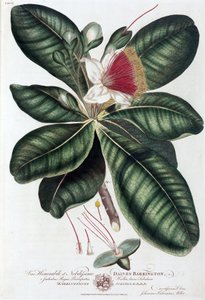 Barringtonia door Unbekannt