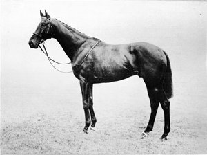 Bayardo, 1911