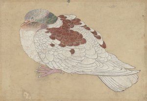 Vogel, 18e eeuw