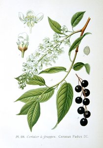Vogelkers, 1893