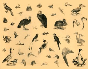 Vogels, ca. 1910 door Unbekannt