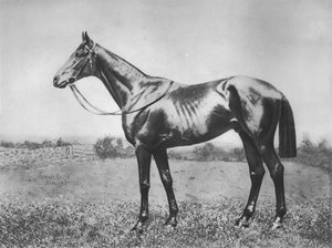 Zwarte Pijl, 1911