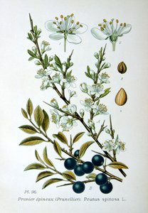 Sleedoorn, 1893 door Unbekannt