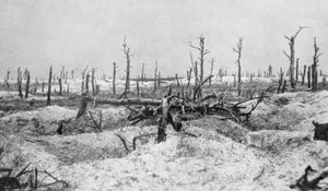 Verwoeste boomstronken, Mesnil, Champagne, Frankrijk, Eerste Wereldoorlog, 1915 door Unbekannt
