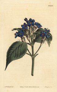 Blauwe salie, Eranthemum pulchellum (Blauw-bloeiende justicia, Justicia nervosa)