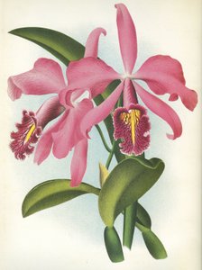 Botanische plaat/Cattleya maxima var. Malouana/Lindenia