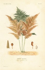 Adelaarsvaren of gewone rem, Pteridium aquilinum