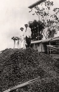 Brazilnoten geoogst uit de Amazonevallei, ca. 1900s