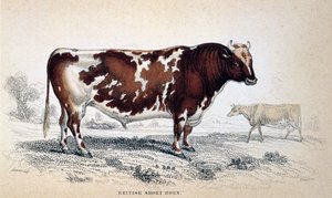 Britse Korthoorn, 1839 door Unbekannt