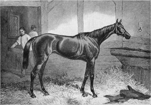 Bruine Hertogin, 19e eeuw, 1911