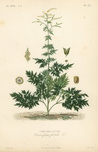 Zilverkaars of cohosh, Actaea cimicifuga, Cimicifuga foetida, Cimicaire fetide door Unbekannt