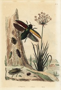 Buprestis kevers, bloeiende rus, Butomus umbellatus, en pillenkever, Byrrhus pilula