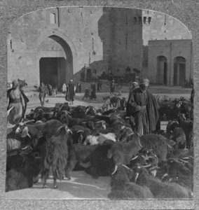Geiten kopen bij de Damascuspoort, Jeruzalem, c1900 door Unbekannt