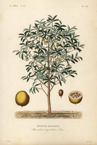 Kalebasnootmuskaat, Monodora myristica, Monodore aromatique door Unbekannt