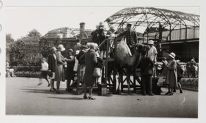 Kameelrit, circa 1930