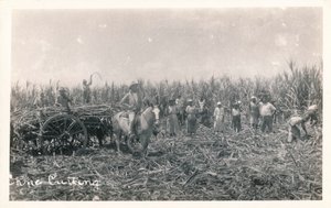 Rietsnijden, c1930 door Unbekannt