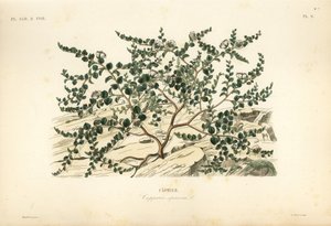 Kappertjesstruik of Flinders roos, Capparis spinosa door Unbekannt