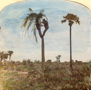 Kapitein Osman schietend vanuit een boom met behulp van riemen, India, 1900s