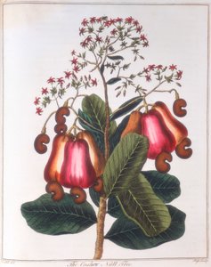 Cashewnoot - Anacardium occidentale, c1798 door Unbekannt