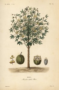 Cassave, yuca of maniokplant, Manihot esculenta, Manihot edulis, Manioc door Unbekannt