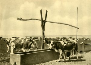 Vee drinkend bij een trog, Burgenland, Oostenrijk, ca. 1935 door Unbekannt