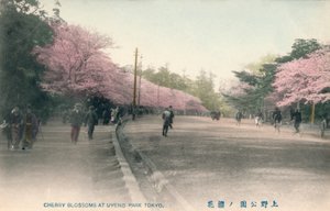 Kersenbloesems in Uyeno Park Tokio, ca. 1910 door Unbekannt
