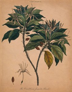 Cinchona. De schors van de Caribische Jezuïeten, 1801
