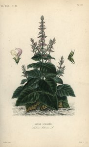 Scharlei, Salvia selarea, Sauge sclaree