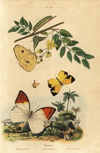 Wolkenloze zwavelvlinder, Phoebis sennae 1, grote oranje tip, Hebomoia glaucippe 2, en Mexicaanse gele, Eurema mexicana 3