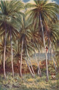 Kokospalmen in Noord-Queensland, 1923