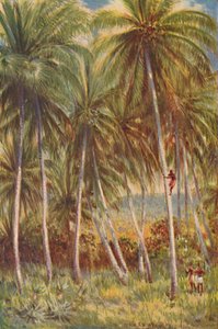 Kokospalmen, 1924
