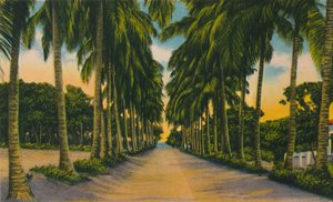 Kokosnootlaan, Barranquilla, ca. 1940s