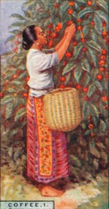 Koffie, 1. - Het plukken van de bessen, Oost-Indië, 1928 door Unbekannt