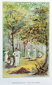 Cacao verzamelen, Venezuela, 1892 door Unbekannt