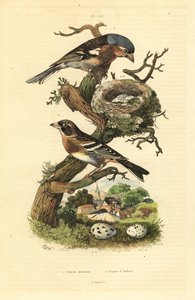 Vink, nest en eieren, en keep met eieren door Unbekannt