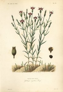 Korenbloem, Agrostemma githago, Githago segetum, Nielle des bles, Handgekleurde staalgravure door L