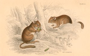 Hazelmuis Muscardinus arvellanarius, winterslapende knaagdier, 1828