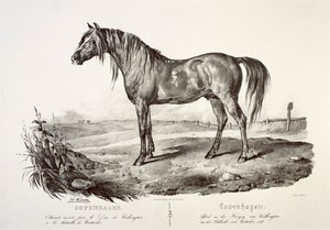 Kopenhagen, het paard van de hertog van Wellington, 19e eeuw door Unbekannt