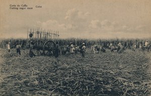 Corte de Cana - Suikerriet snijden - Cuba