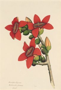 Katoenboom bloemen, ca. 1800-1805 door Unbekannt
