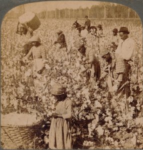 Katoen is koning - plantagescène met werkende plukkers. Georgia, ca. 1900 door Unbekannt