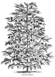 Katoenplant, ca. 1880 door Unbekannt